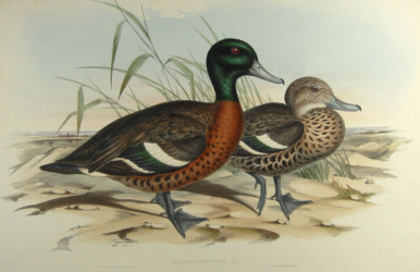 John Gould's Birds of Australia